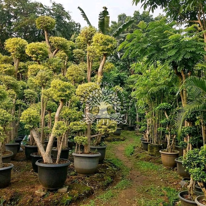 Pohon Bonsai Anting Putri