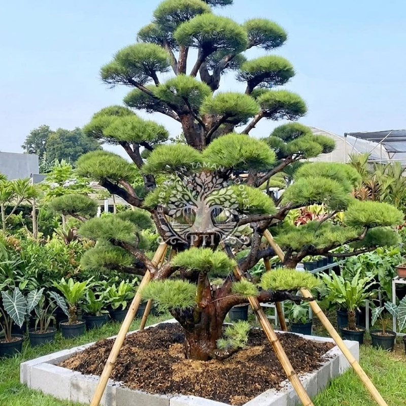 Pohon Bonsai Cemara Udang