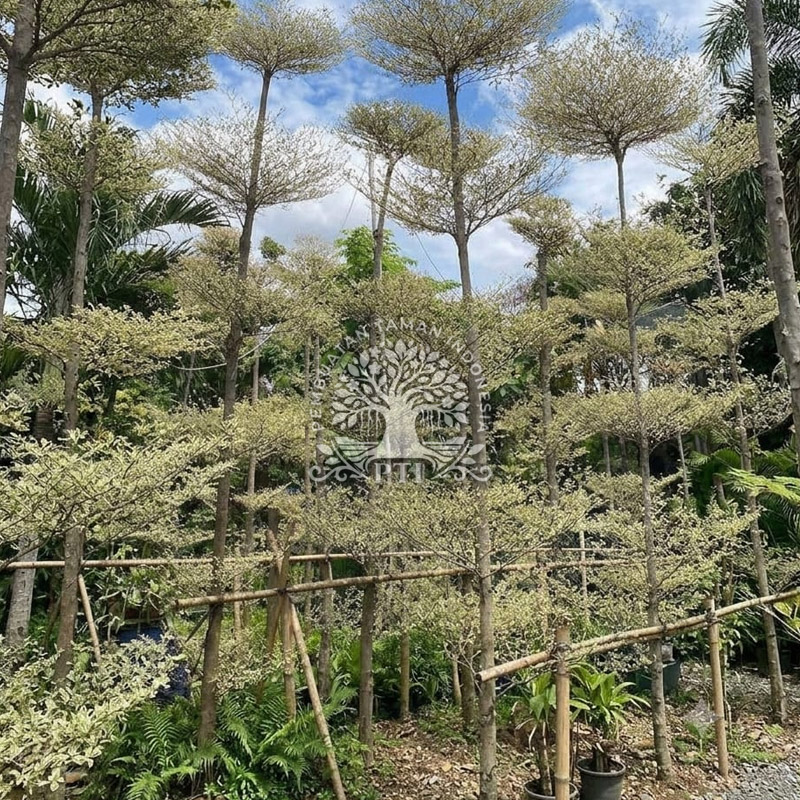 Pohon Ketapang Kencana Variegata