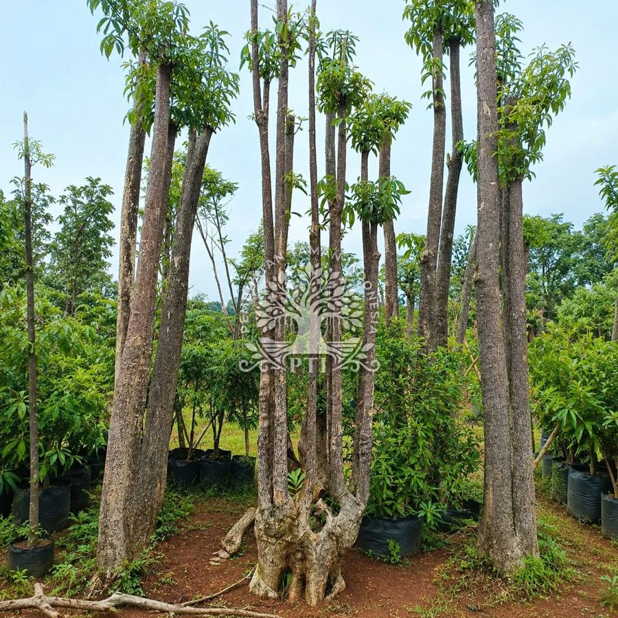 Pohon Pule Grouping