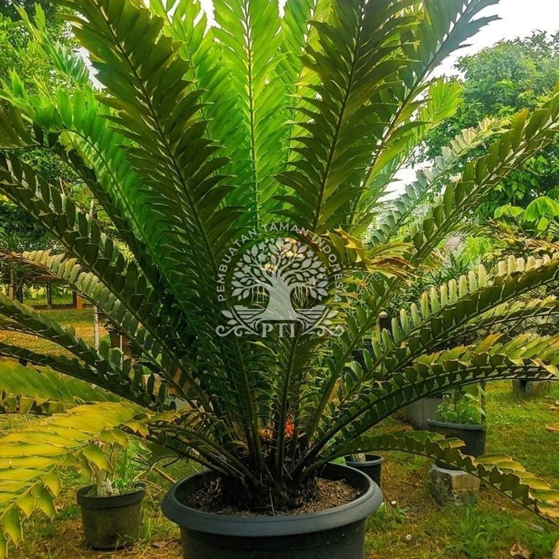 Pohon Encephalartos Ferox