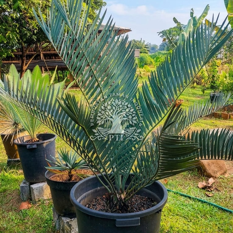 Pohon Encephalartos Lehmannii