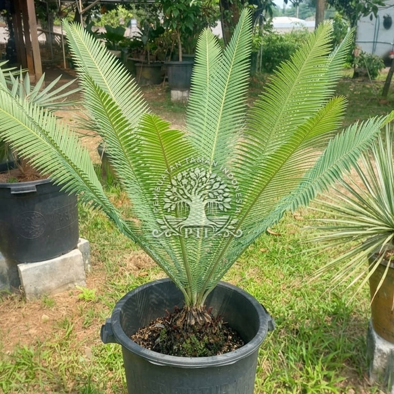 Pohon Encephalartos Dioon Purpusii