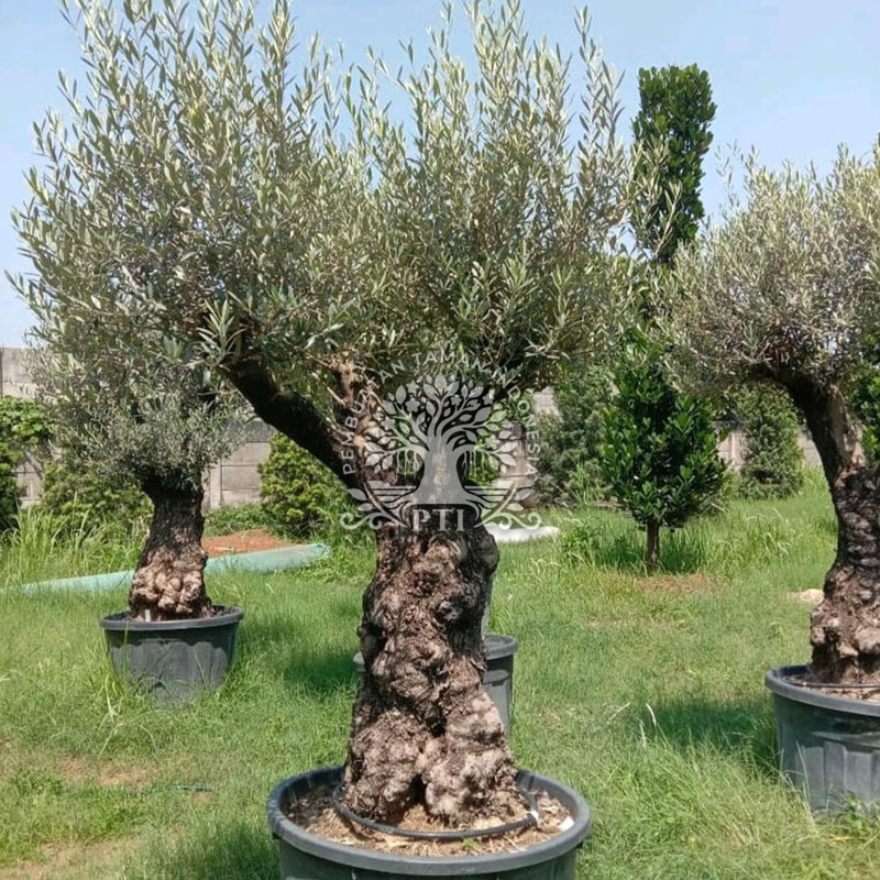 Olive Tree / Pohon Zaitun