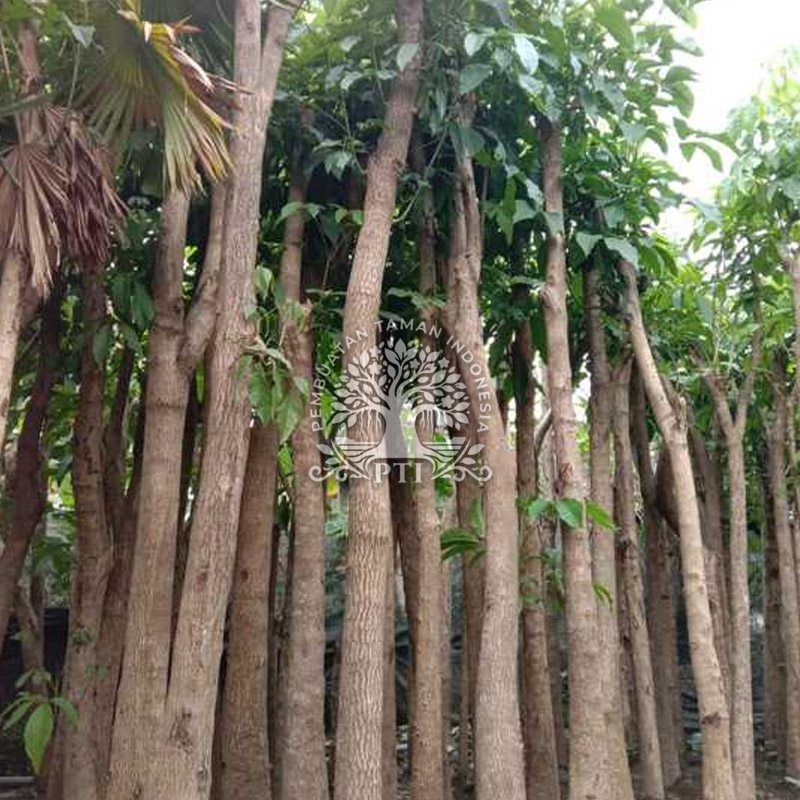 Pohon Tabebuya