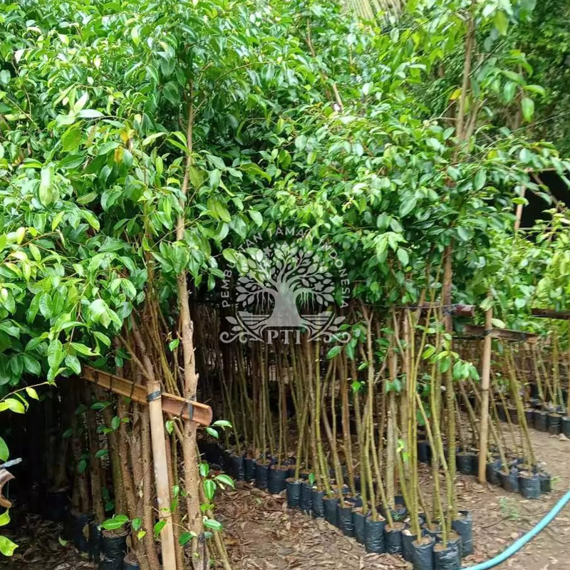 Pohon Beringin