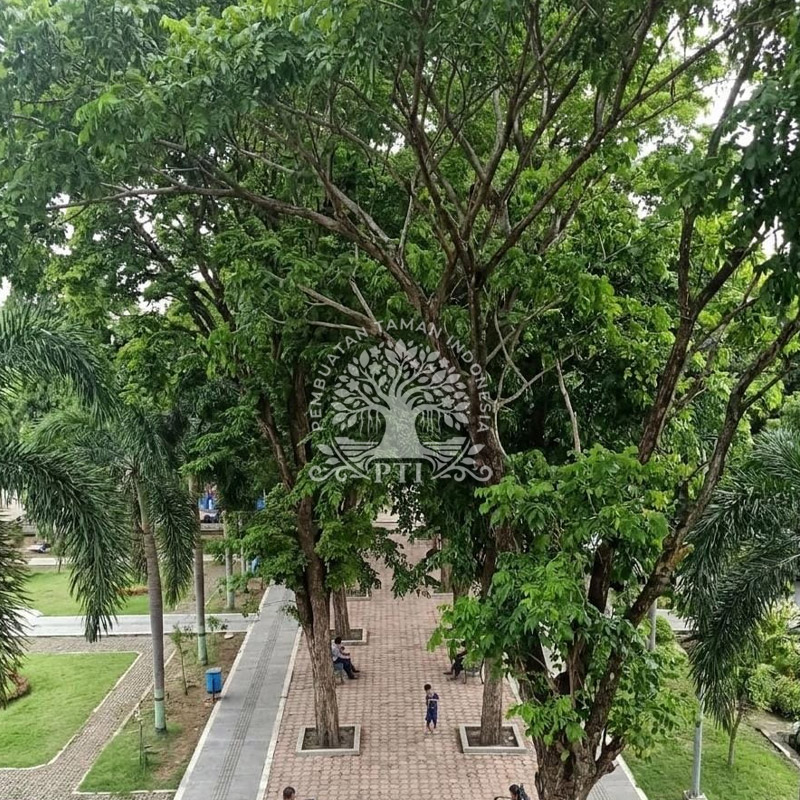 Pohon Angsana