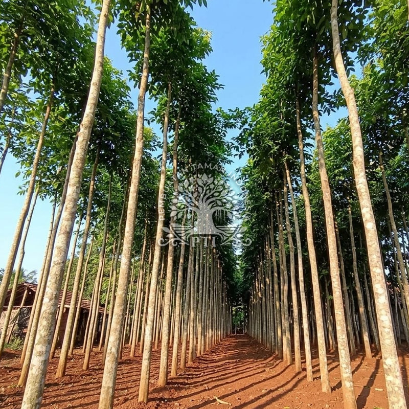 Pohon Mahoni