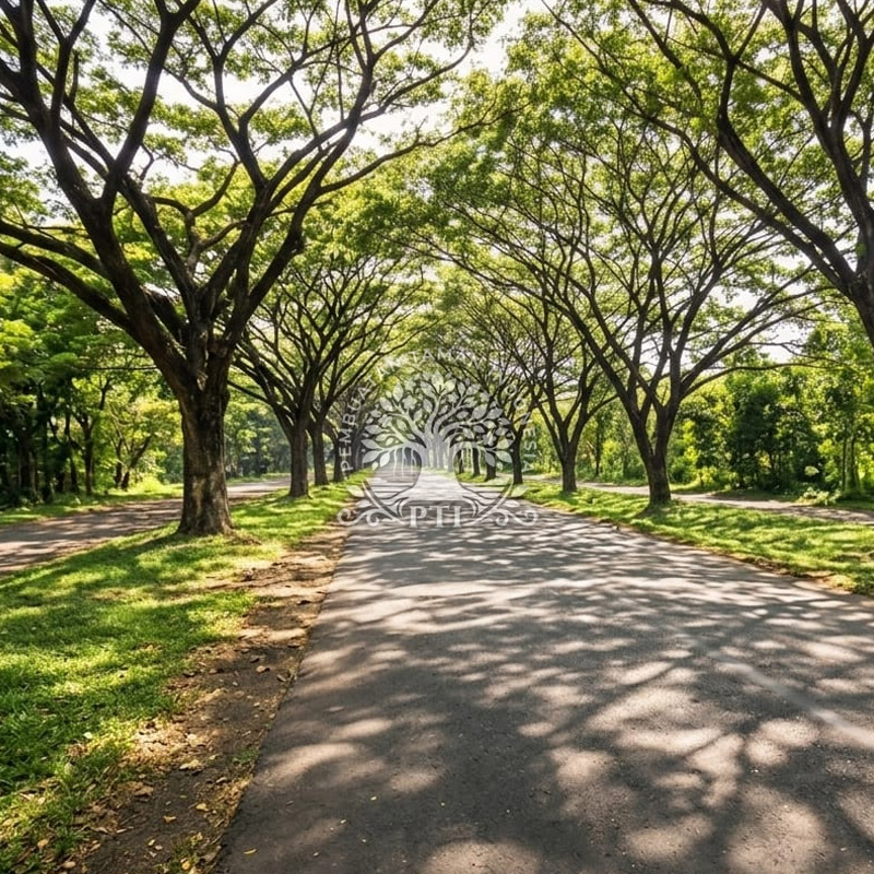 Pohon Tanjung