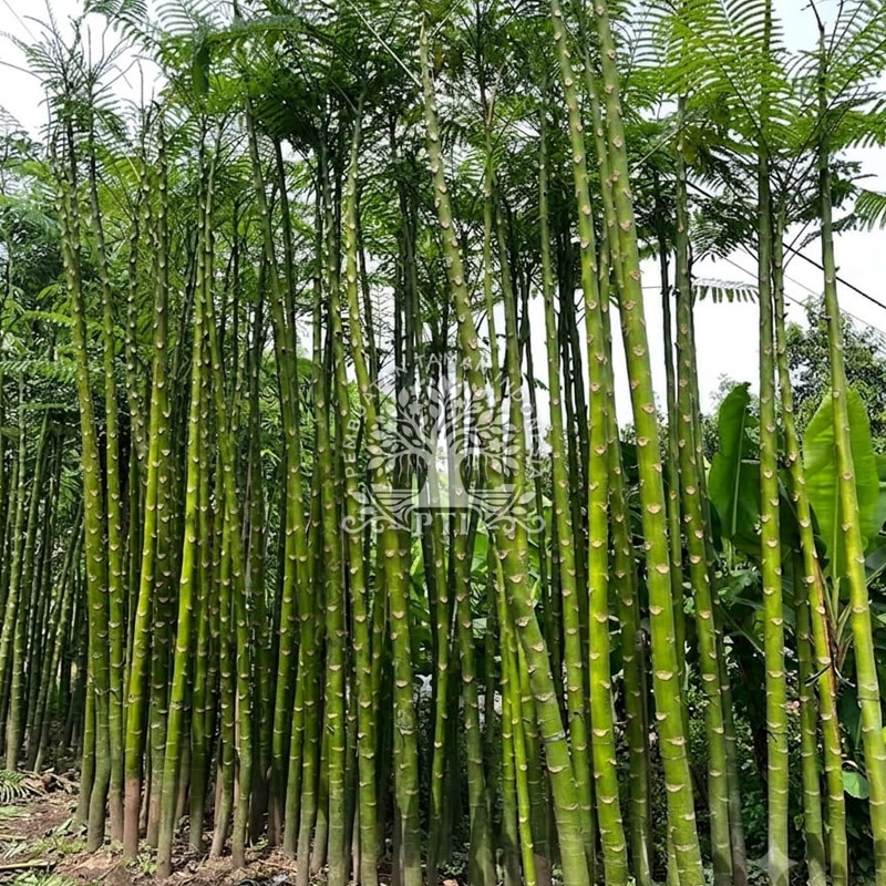 Pohon Pakis Brazil Solobium