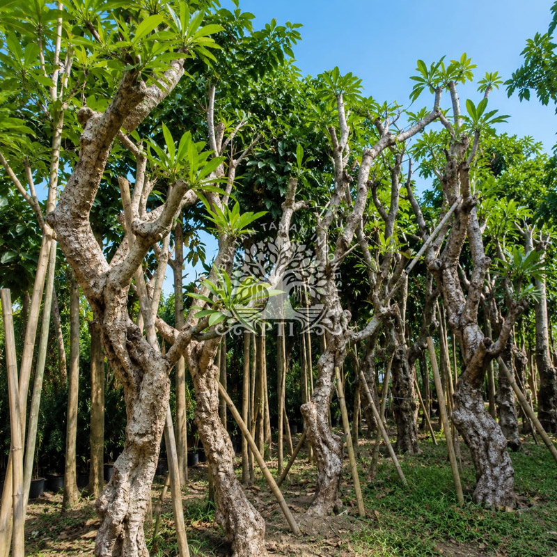 Pohon Kamboja Fosil