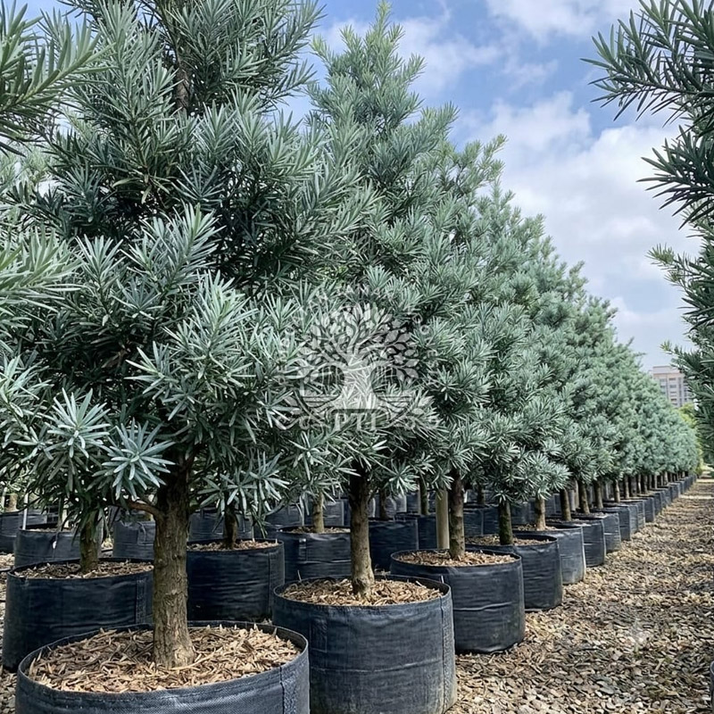 Pohon Lohansung Blue Ice