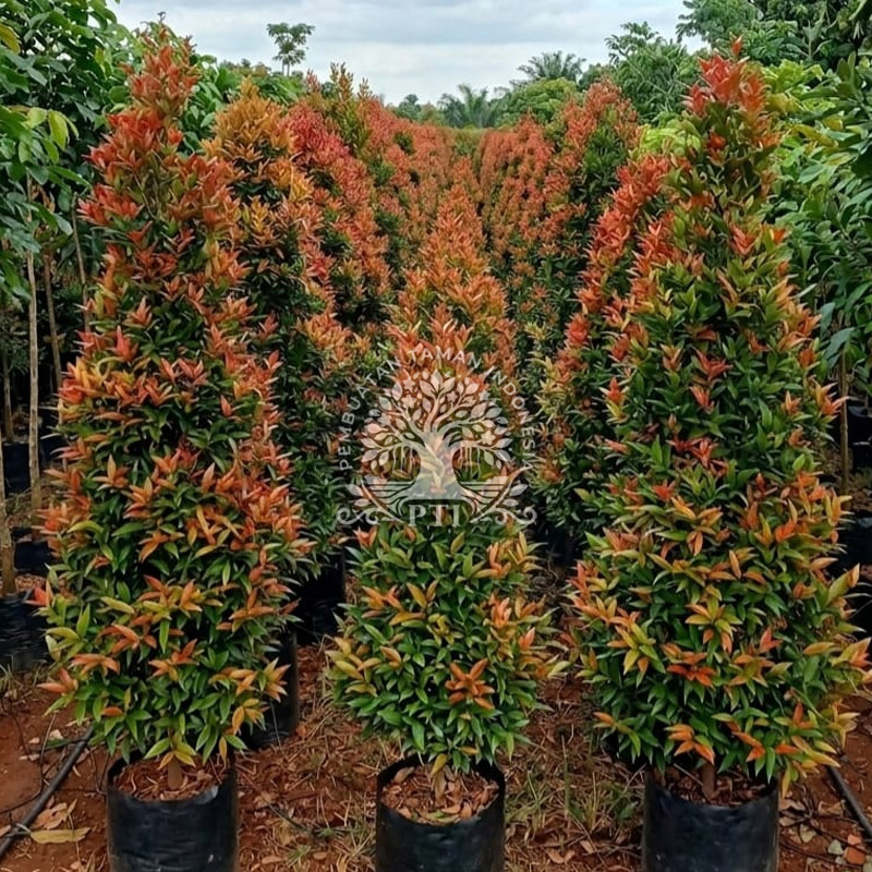 Pohon Pucuk Merah