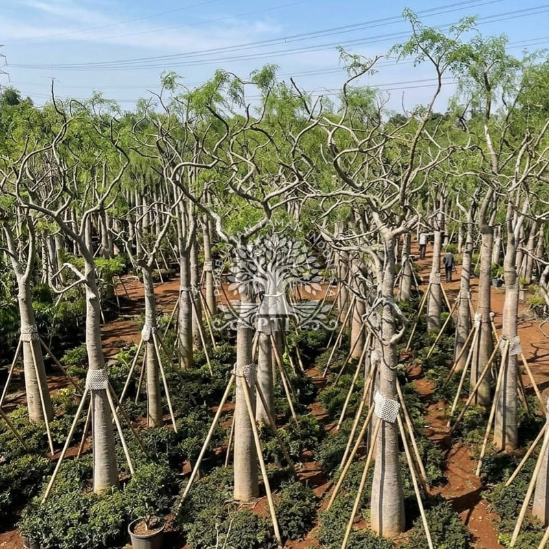 Pohon Kelor Afrika (Moringa)