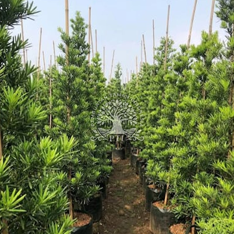 Pohon Lohansung Hijau
