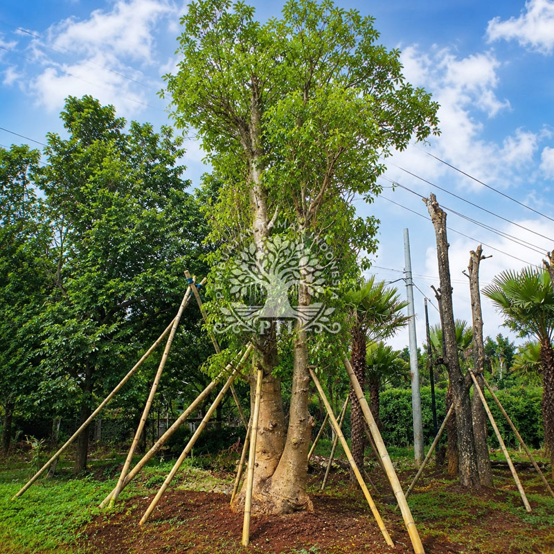 Pohon Baobab / Kaki Gajah