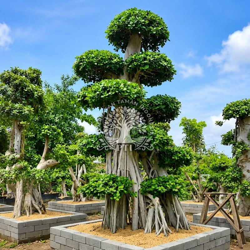 Pohon Beringin Korea