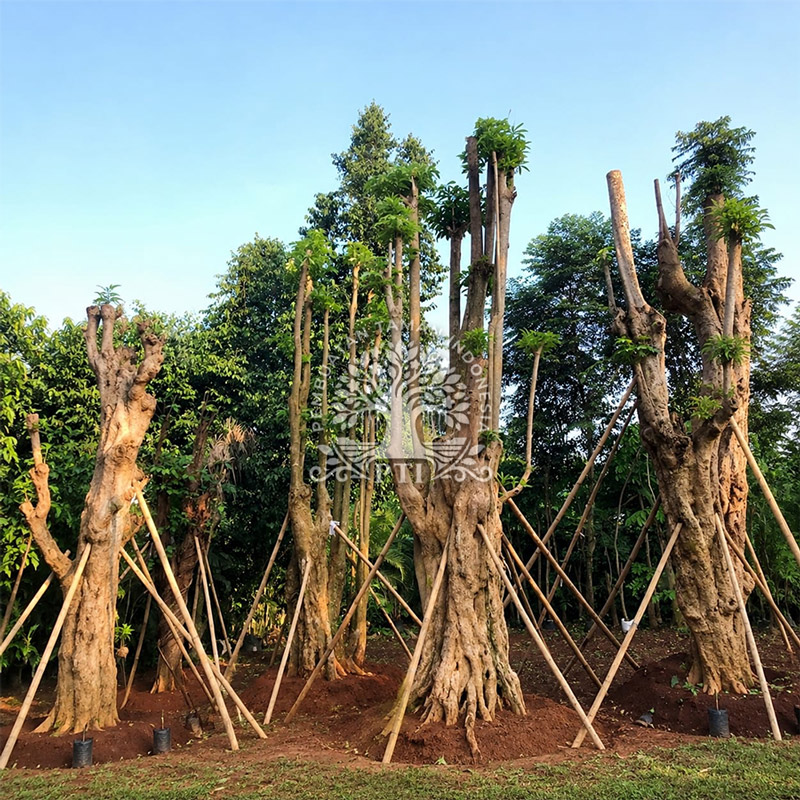 Jasa Vertical Garden Tangerang
